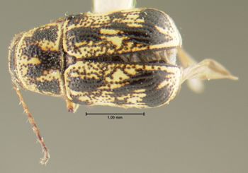 Media type: image;   Entomology 24914 Aspect: habitus dorsal view
